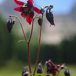 Aquilegia Atrata v.9