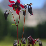 Aquilegia Atrata v.9
