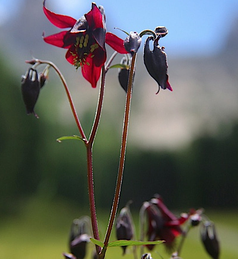 Aquilegia Atrata v.9