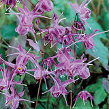 Epimedium x Perralchicum lilafee v.9