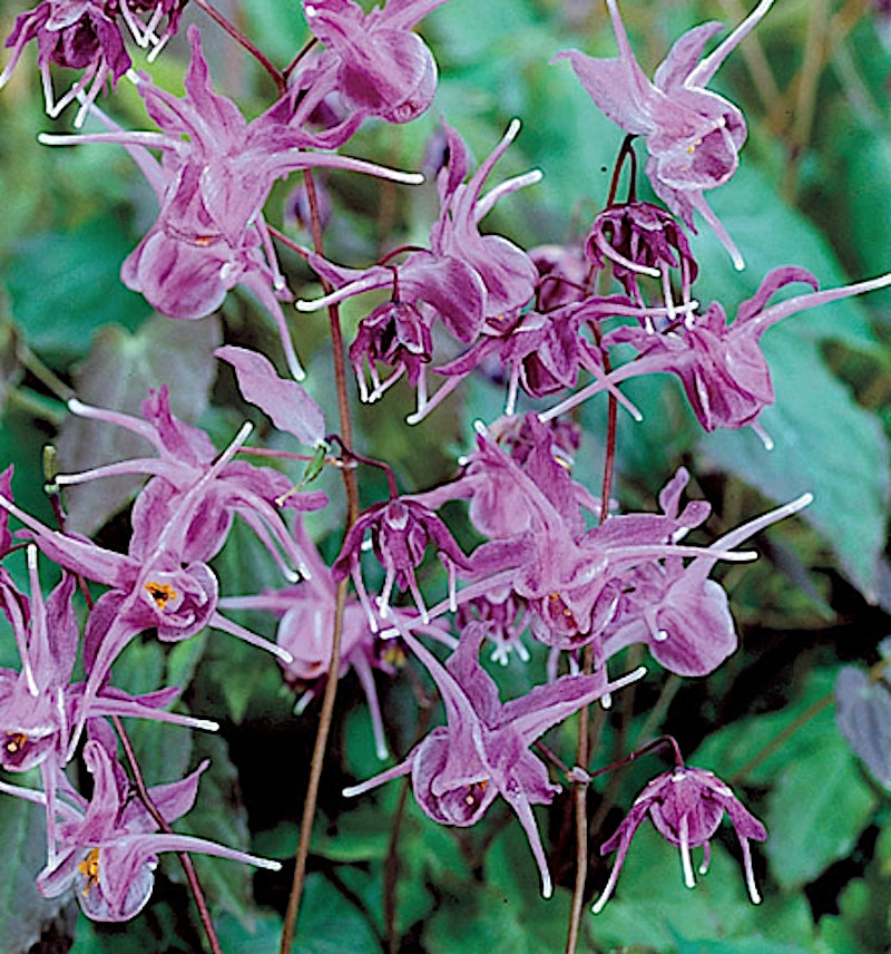 Epimedium x Perralchicum lilafee v.9