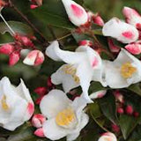 Camelia sasanqua Transnokoensis (Profumata)vaso 18/19