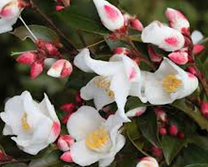 Camelia sasanqua Transnokoensis (Profumata)vaso 18/19