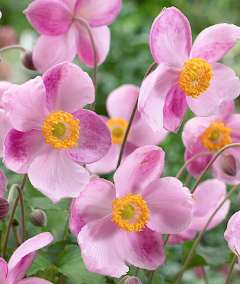 Anemone Hyb. Little Princess v.9