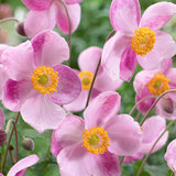 Anemone Hyb. Little Princess v.9