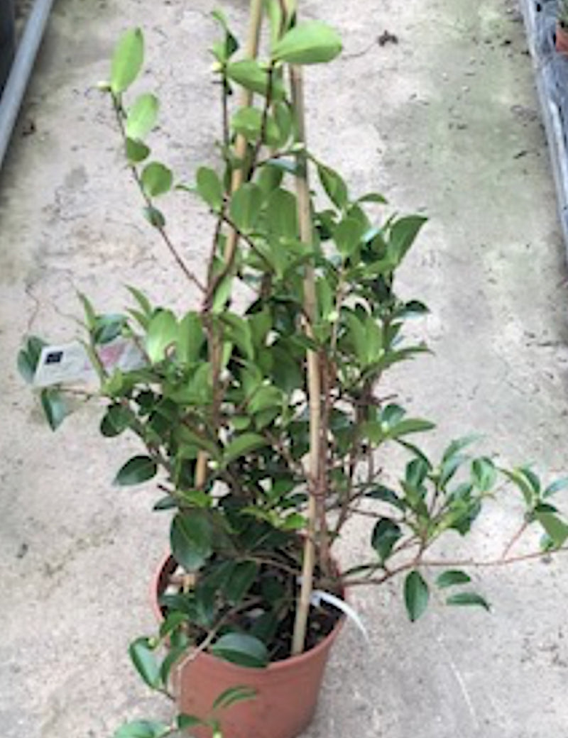 Camelia sasanqua Shirayuki-Hime cm. 50/60