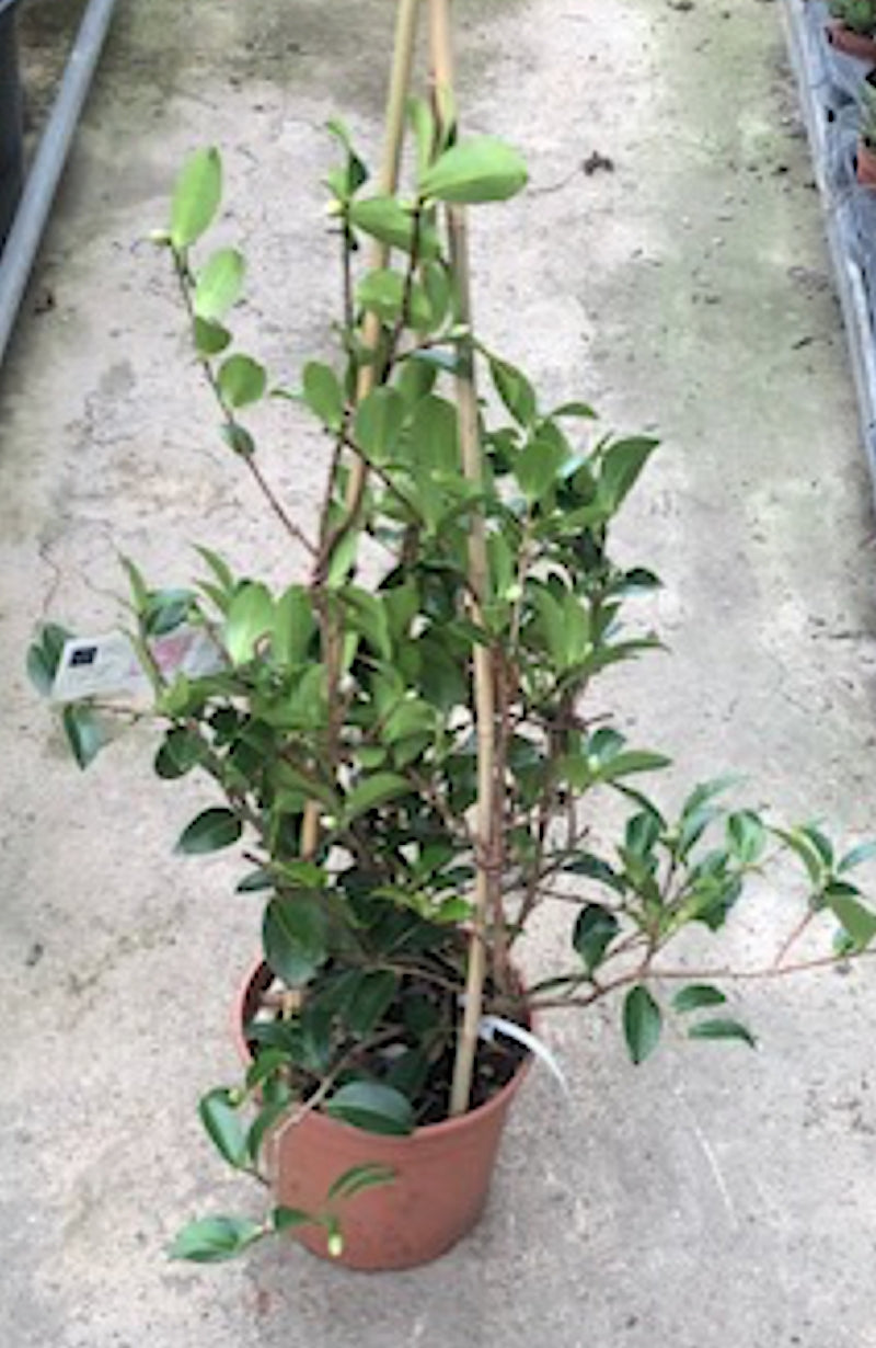 Camelia sasanqua Shirayuki-Hime cm. 50/60