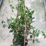 Camelia sasanqua Shirayuki-Hime cm. 50/60