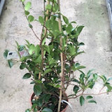 Camelia sasanqua Shirayuki-Hime cm. 50/60