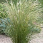 Stipa capillata vaso  lt,0,65
