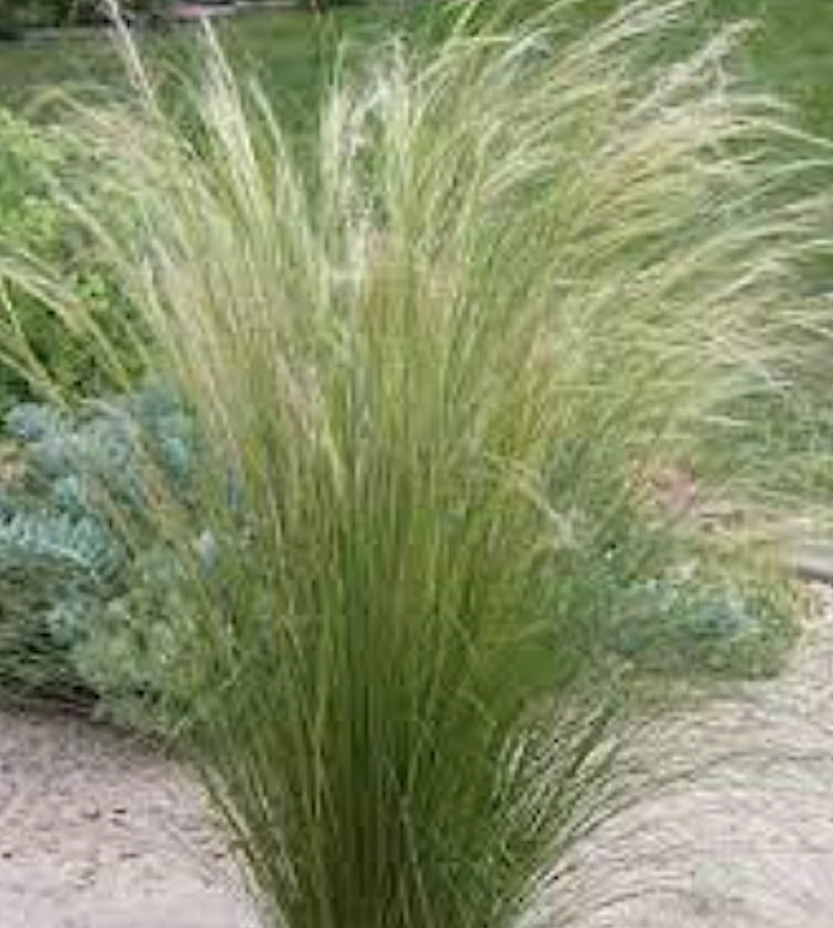 Stipa capillata vaso  lt,0,65