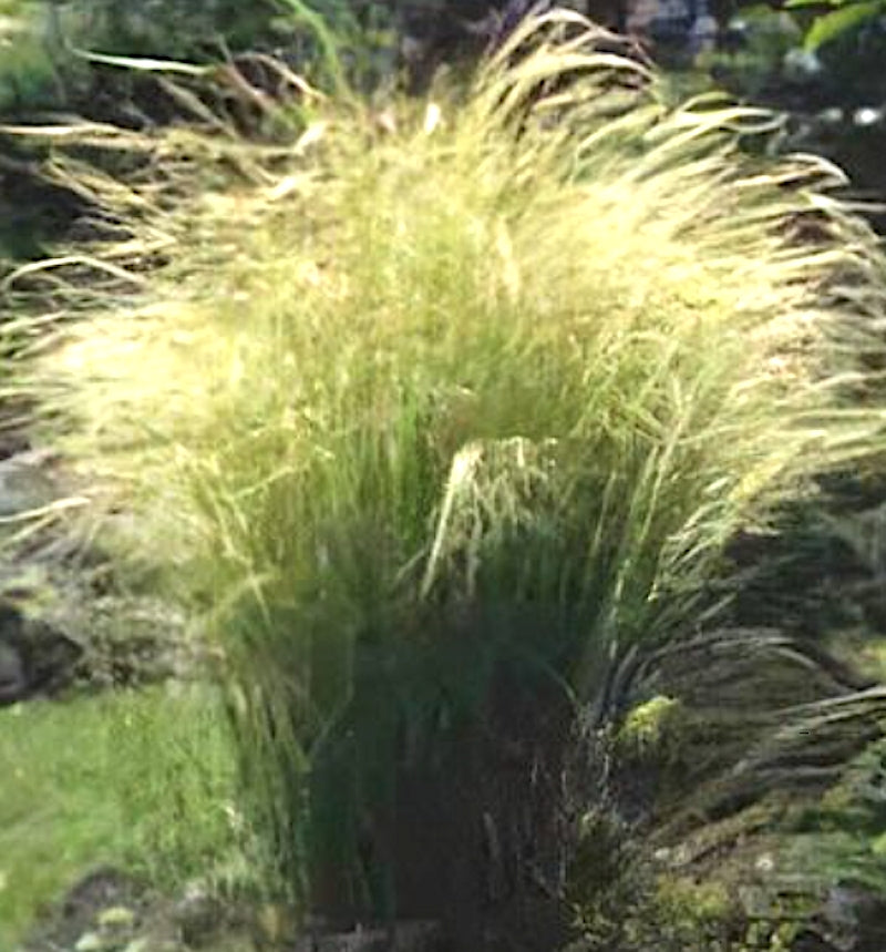 Stipa capillata vaso  lt,0,65