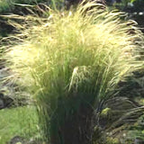 Stipa capillata vaso  lt,0,65