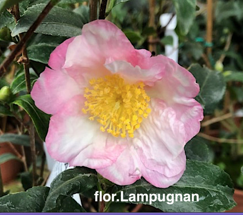 Camelia sasanqua HanaJiman v.19 cm.60/70