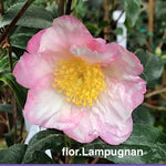 Camelia sasanqua HanaJiman v.19 cm.60/70