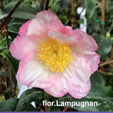 Camelia sasanqua HanaJiman v.19 cm.60/70