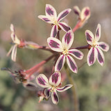 Pelargonium triste v. 10