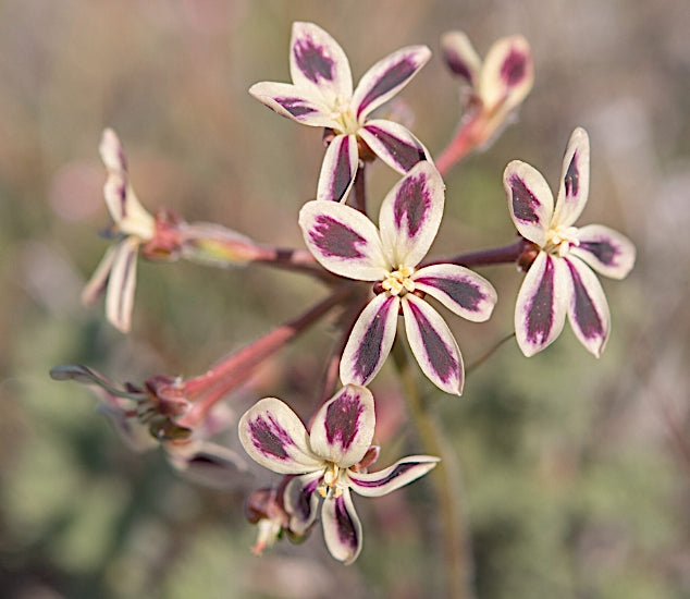 Pelargonium triste v. 10