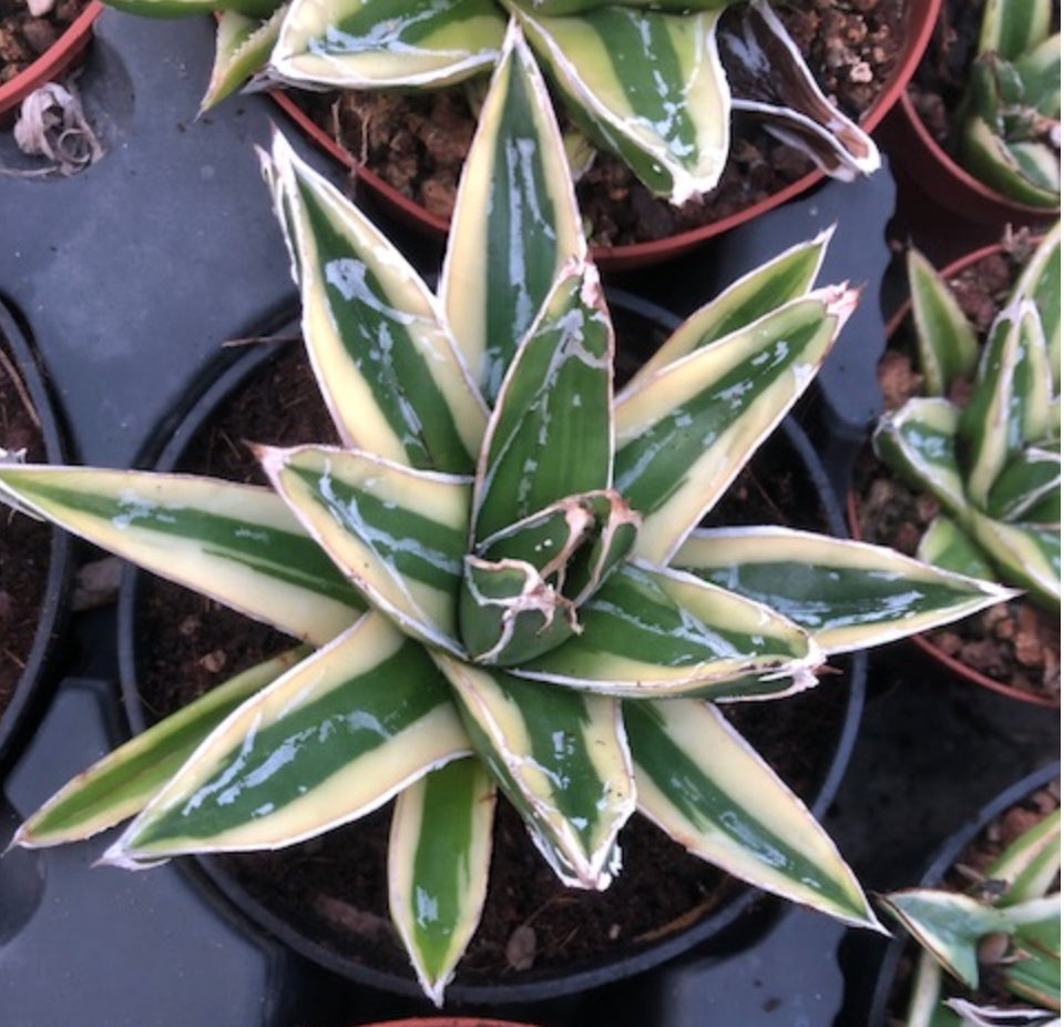 Agave Victoria reginae Kizan cm. 12/14 la pianta in vendita è quella in foto