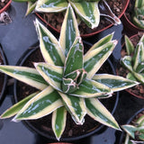 Agave Victoria reginae Kizan cm. 12/14 la pianta in vendita è quella in foto