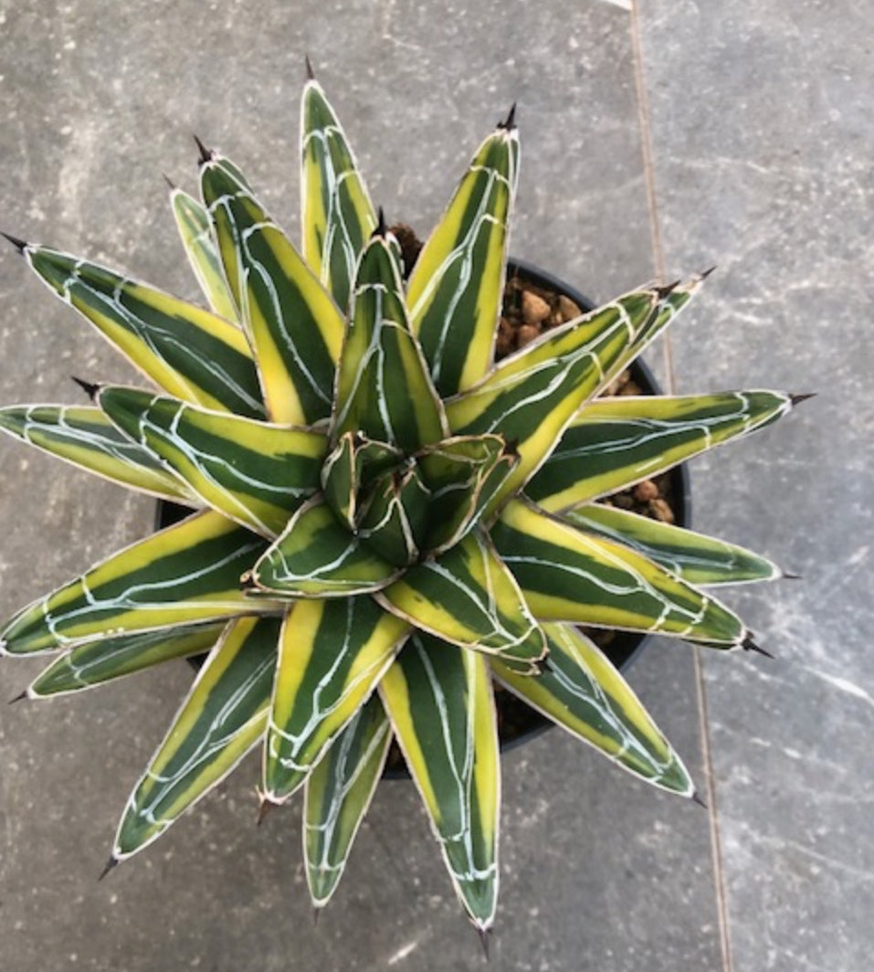 Agave Victoria  Reginae Wega la pianta in vendita è quella in foto cm. 15/16