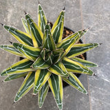 Agave Victoria  Reginae Wega la pianta in vendita è quella in foto cm. 15/16