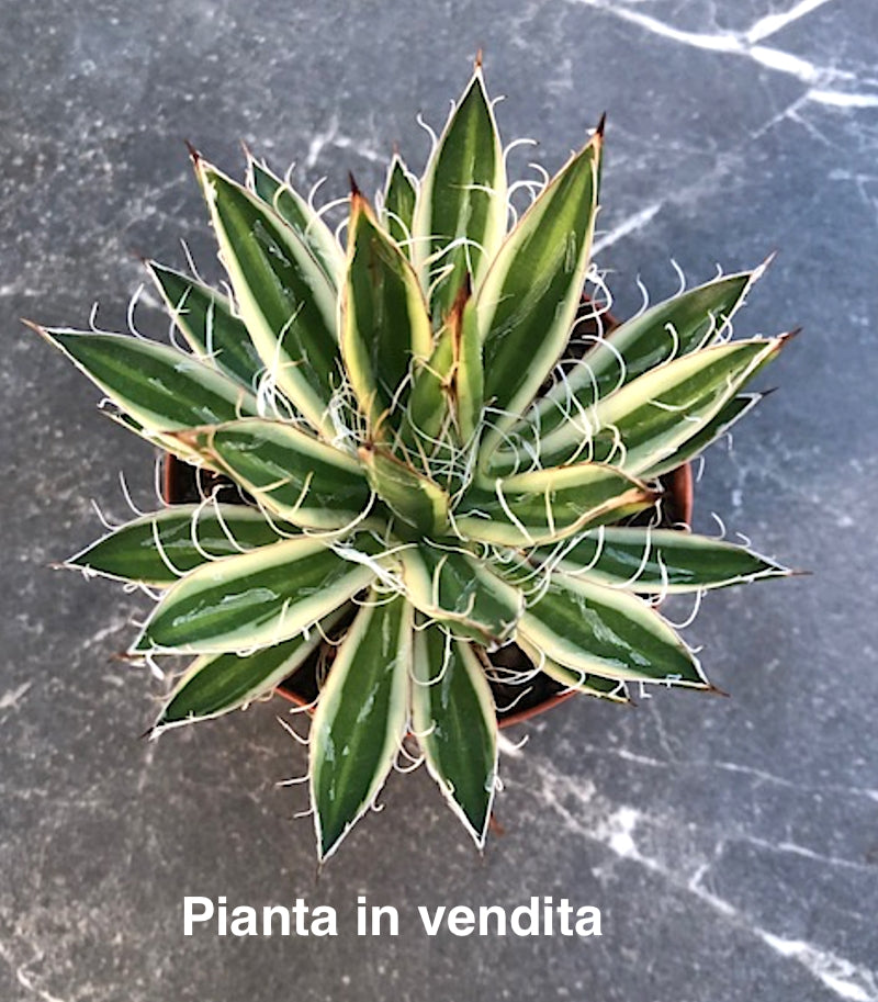 Agave schidigera 'Shira Ito No Ohi' cm. 15 come da foto