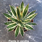 Agave schidigera 'Shira Ito No Ohi' cm. 15 come da foto