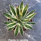 Agave schidigera 'Shira Ito No Ohi' cm. 15 come da foto