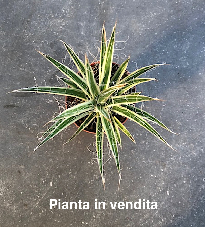 Agave Filifera Variegata cm. 15/16 came da foto