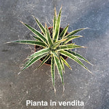 Agave Filifera Variegata cm. 15/16 came da foto