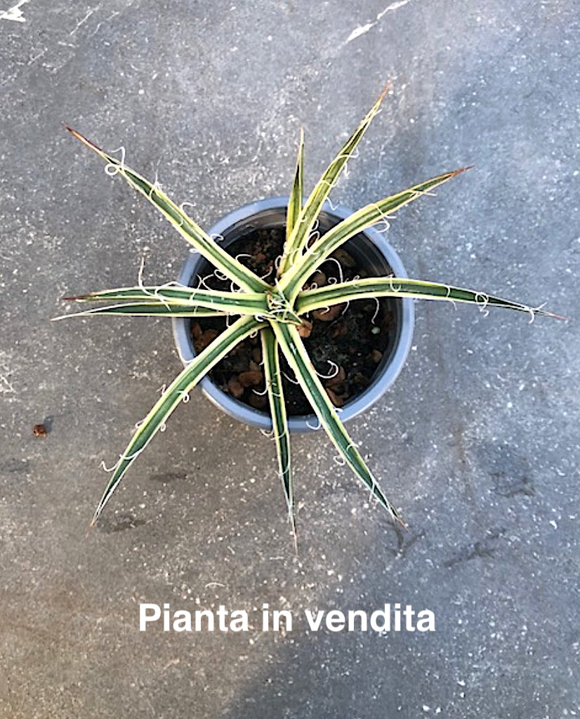 Agave Leopoldii Hammer Time cm. 16 come da foto