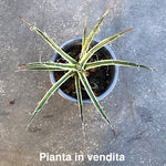 Agave Leopoldii Hammer Time cm. 16 come da foto