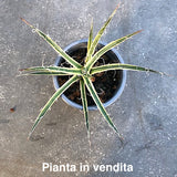 Agave Leopoldii Hammer Time cm. 16 come da foto