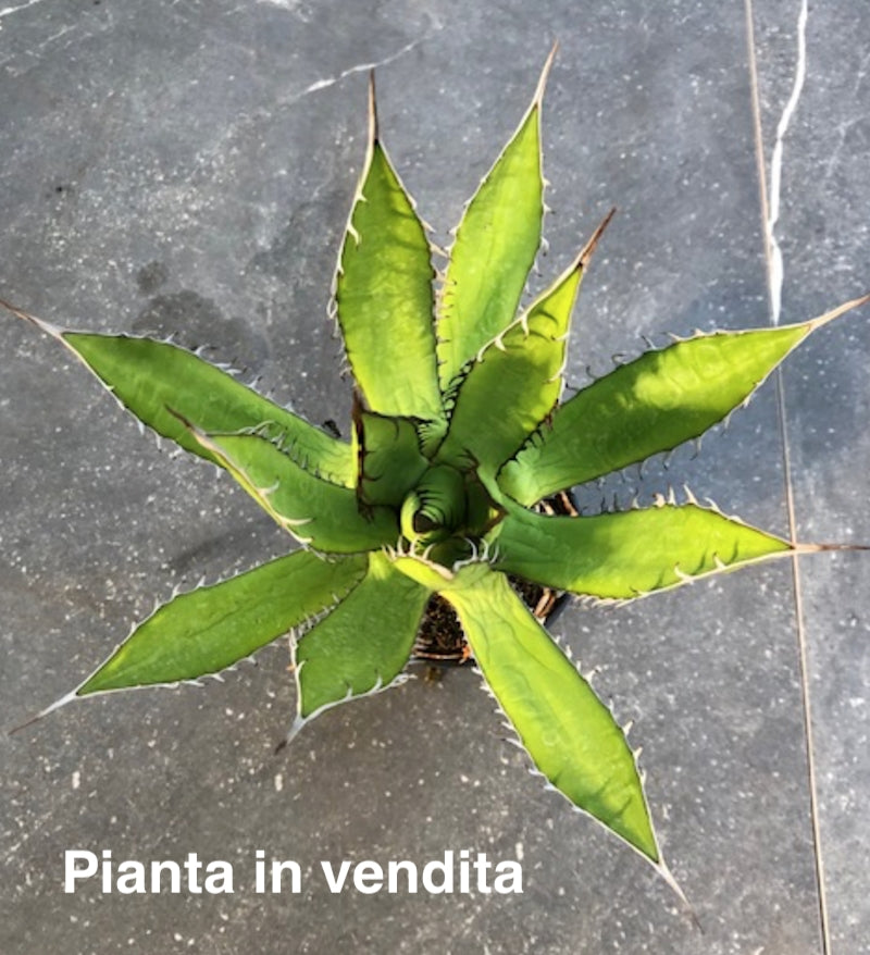 Agave Horrida Horrida. cm 20 come da foto