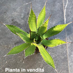 Agave Horrida Horrida. cm 20 come da foto