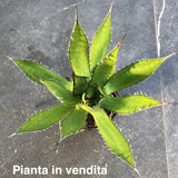 Agave Horrida Horrida. cm 20 come da foto