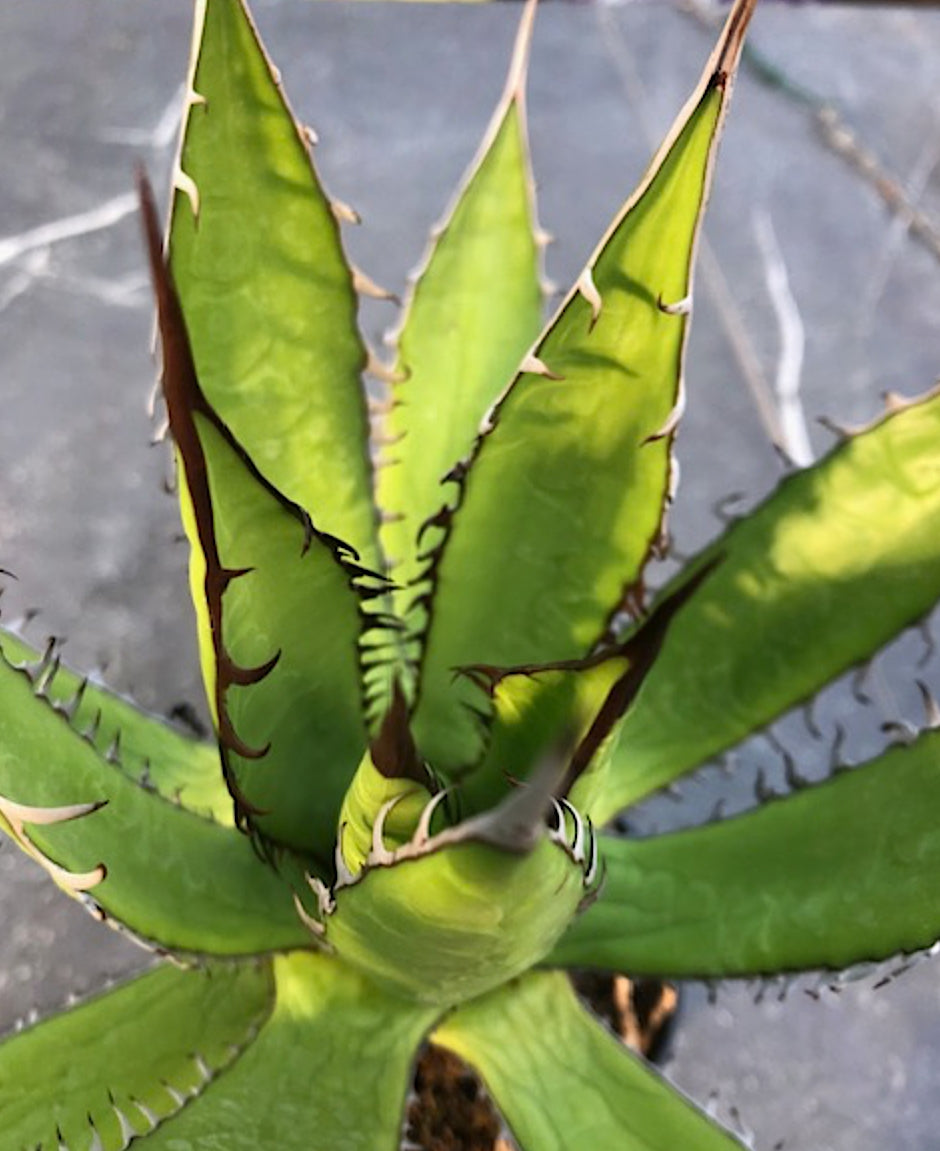 Agave Horrida Horrida. cm 20 come da foto
