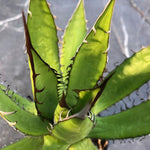 Agave Horrida Horrida. cm 20 come da foto