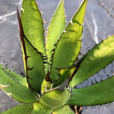 Agave Horrida Horrida. cm 20 come da foto
