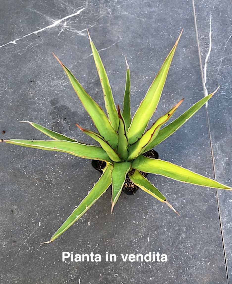 Agave Horrida Perotensis cm. 25