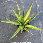 Agave Horrida Perotensis cm. 25