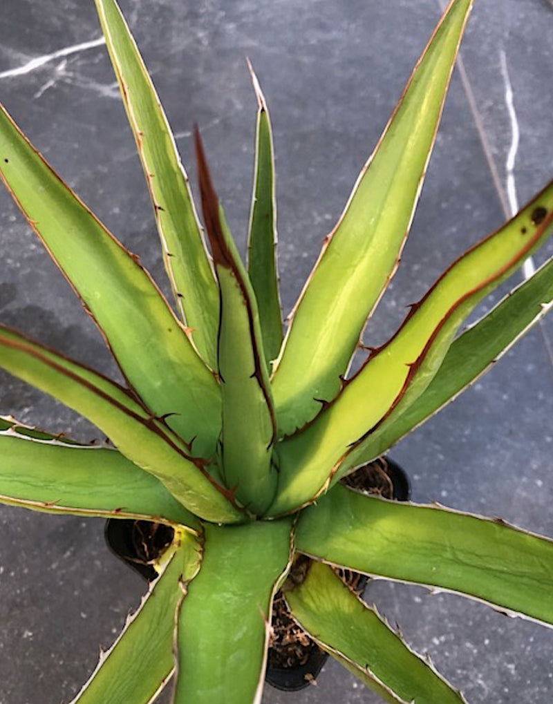 Agave Horrida Perotensis cm. 25