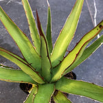 Agave Horrida Perotensis cm. 25