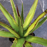 Agave Horrida Perotensis cm. 25