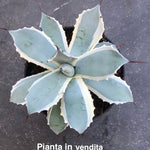 Agave Potatorum Blue Winds cm. 18
