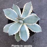 Agave Potatorum Blue Winds cm. 18