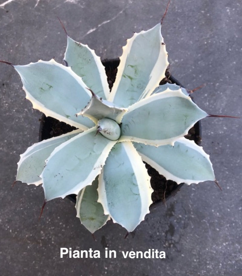 Agave Potatorum Blue Winds cm. 18