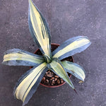 Agave americana cv. striata cm. 28/30 come da foto