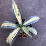 Agave americana cv. striata cm. 28/30 come da foto